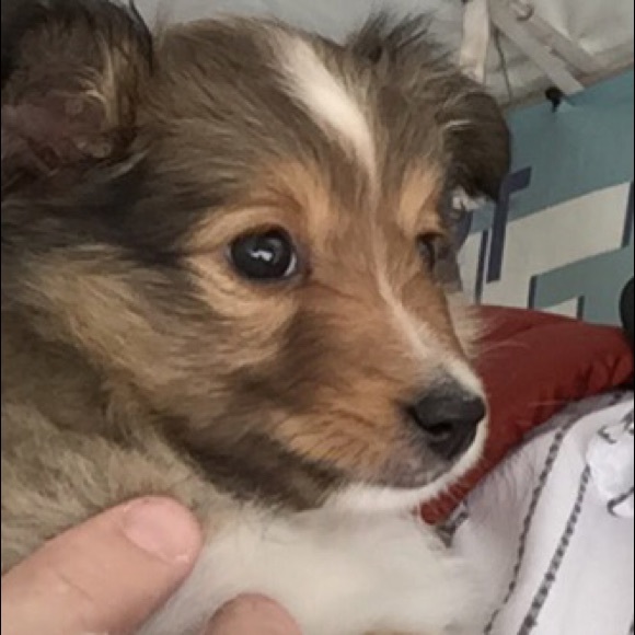 Meet your Posher, David - Picture 1 of 1